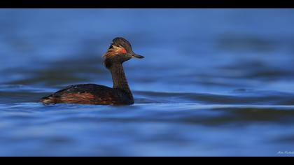 Karaboyunlu batağan