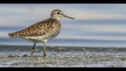 Orman düdükçünü