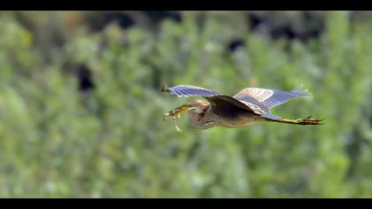 Erguvani balıkçıl