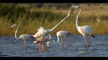 Flamingo » Greater Flamingo » Phoenicopterus roseus