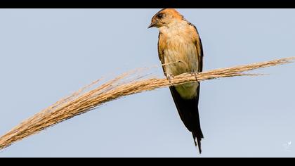 Kızıl kırlangıç