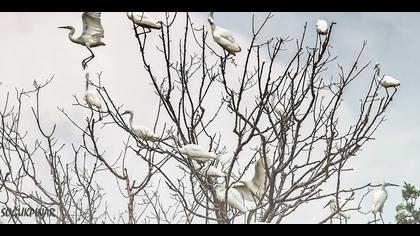 Küçük ak balıkçıl