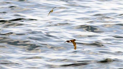 Fırtınakırlangıcı