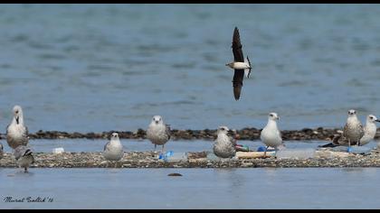 Karakanatlı bataklıkkırlangıcı