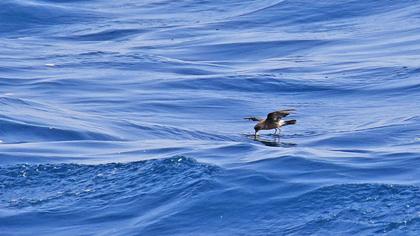 Fırtınakırlangıcı