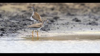 Terek düdükçünü