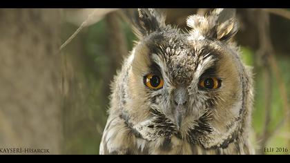 Kulaklı orman baykuşu » Long-eared Owl » Asio otus