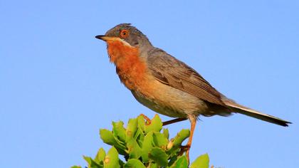 Bıyıklı ötleğen