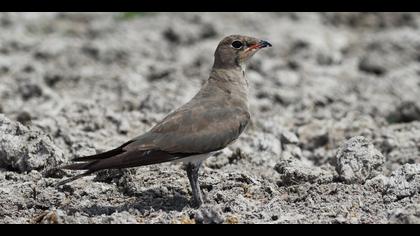 Bataklıkkırlangıcı » Collared Pratincole » Glareola pratincola