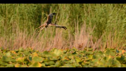 Kındıra kamışçını