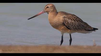 Kıyı çamurçulluğu