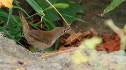 Bataklık kamışçını