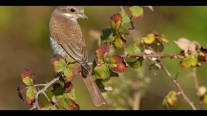 Kızılsırtlı örümcekkuşu