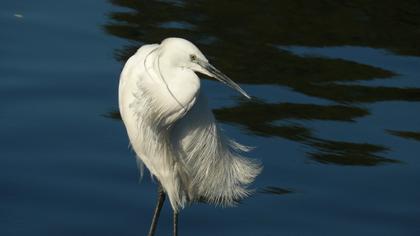 Küçük ak balıkçıl
