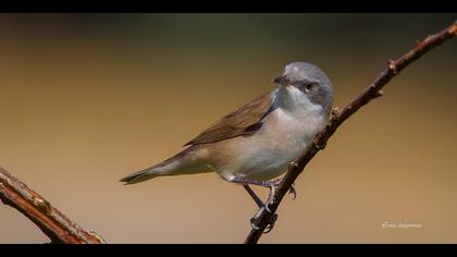 Küçük akgerdanlı ötleğen
