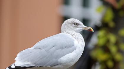 Kuzey gümüş martı