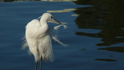 Küçük ak balıkçıl