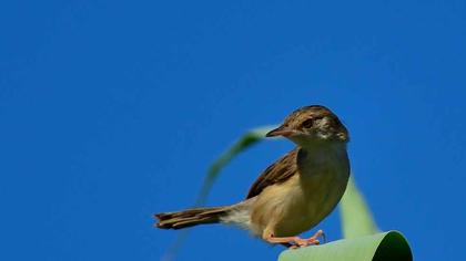 Dikkuyruklu ötleğen