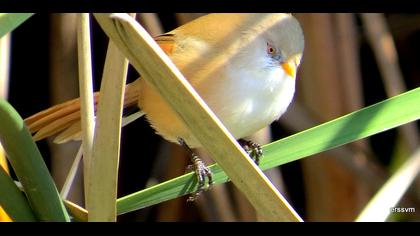 Bıyıklı baştankara