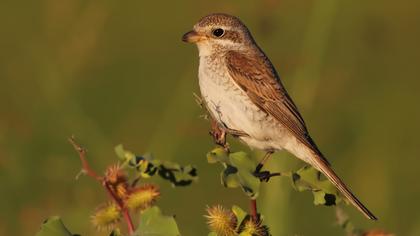 Kızılsırtlı örümcekkuşu