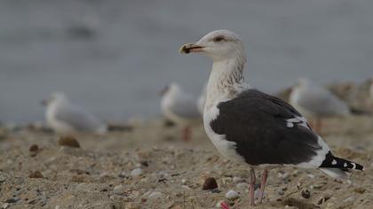 Büyük karasırtlı martı