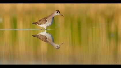 Orman düdükçünü