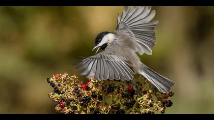 Akyanaklı baştankara