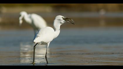 Küçük ak balıkçıl