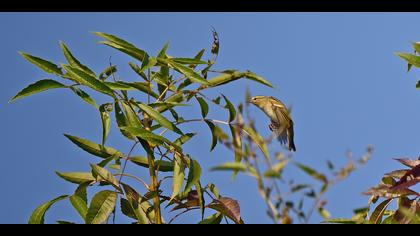 Sarıkaşlı çıvgın