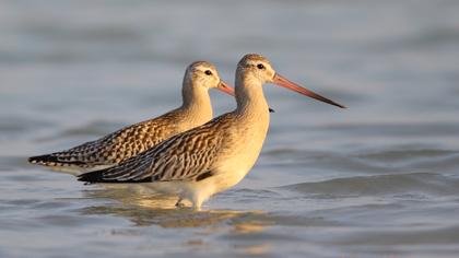 Kıyı çamurçulluğu