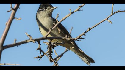 Karabaşlı ötleğen