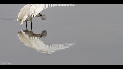 Küçük ak balıkçıl