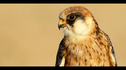 Ala doğan » Red-footed Falcon » Falco vespertinus