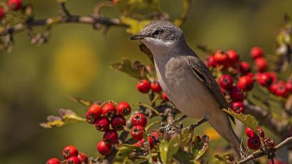 Küçük akgerdanlı ötleğen