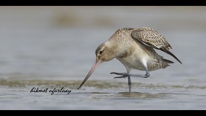 Kıyı çamurçulluğu