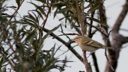 Sarıkaşlı çıvgın