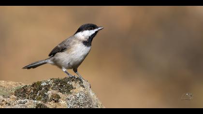 Akyanaklı baştankara
