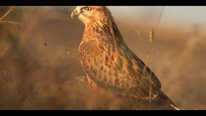 Kızıl şahin » Long-legged Buzzard » Buteo rufinus