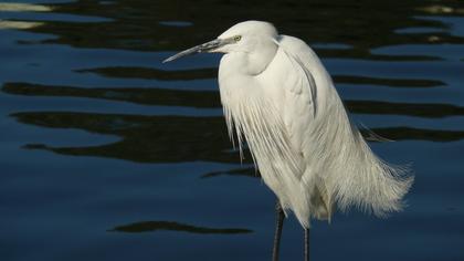 Küçük ak balıkçıl