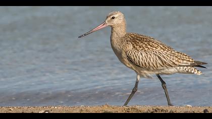 Kıyı çamurçulluğu