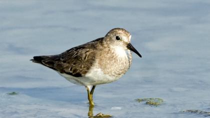 Sarıbacaklı kumkuşu