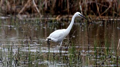 Küçük ak balıkçıl