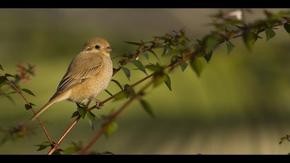 Kızılkuyruklu örümcekkuşu