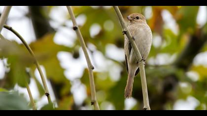Kızılkuyruklu örümcekkuşu