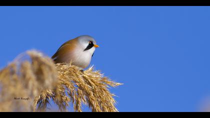 Bıyıklı baştankara
