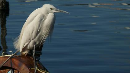 Küçük ak balıkçıl