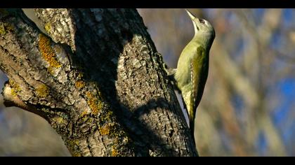 Küçük yeşil ağaçkakan