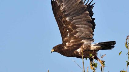 Büyük orman kartalı