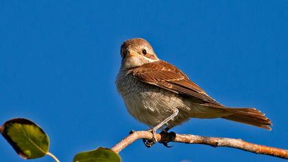 Kızılsırtlı örümcekkuşu