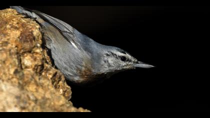 Anadolu sıvacısı » Krüper`s Nuthatch » Sitta krueperi